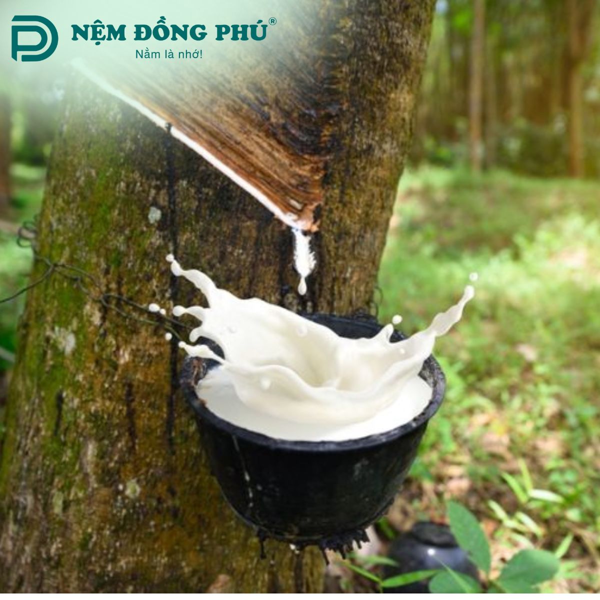 Nệm cao su thiên nhiên được sản xuất từ 100% mủ cây cao su