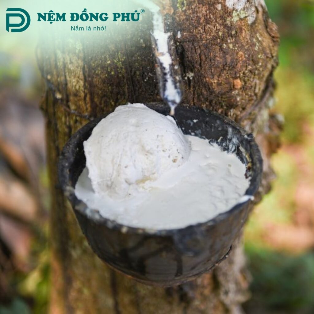 Nệm cao su thiên nhiên được sản xuất từ mủ cây cao su tự nhiên