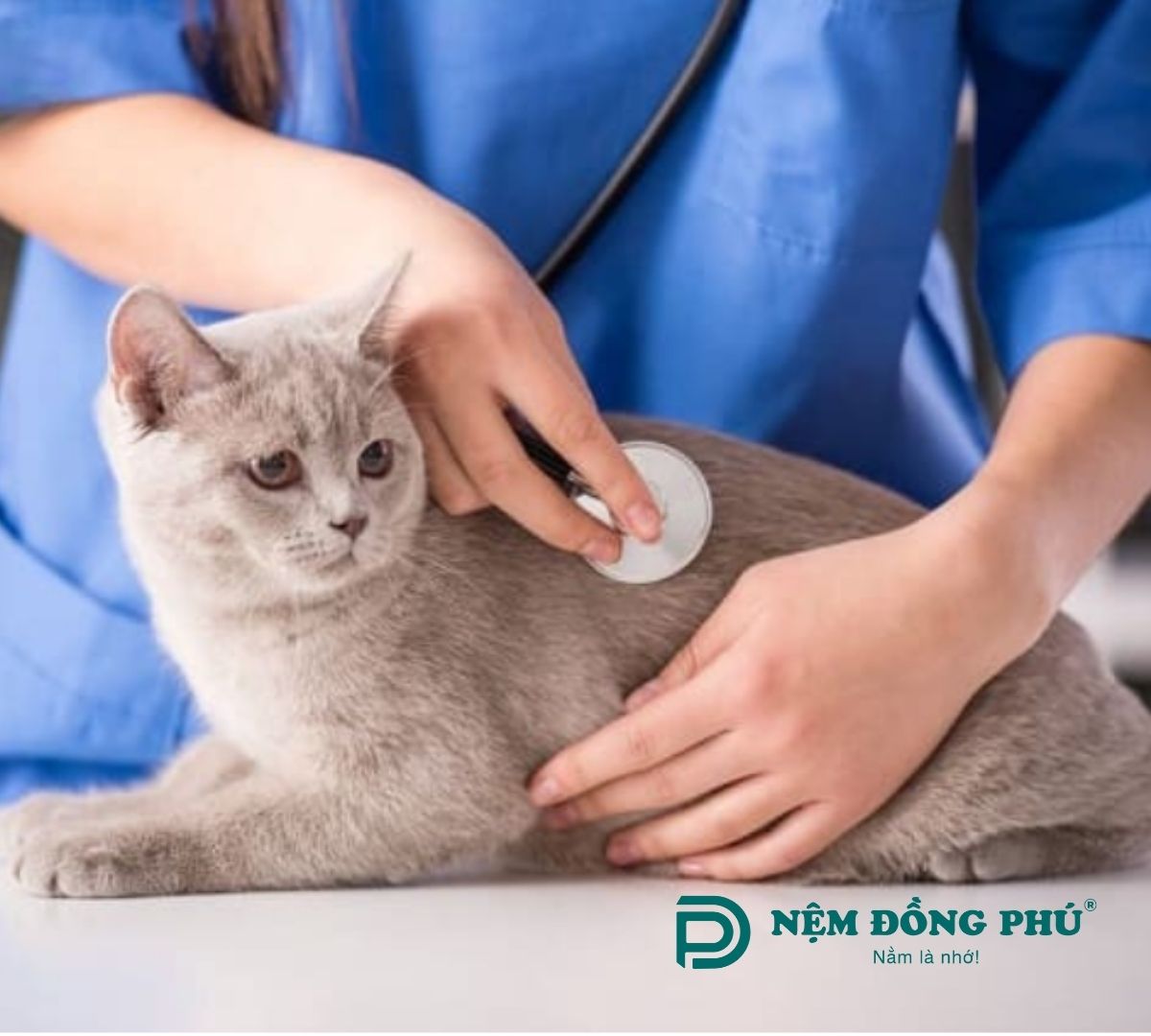 Đưa chó mèo đến khám bác sĩ thú y