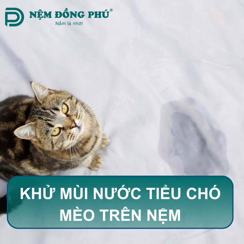 khử mùi nước tiểu chó mèo trên nệm
