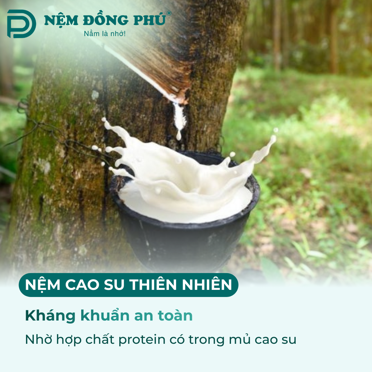 Nệm Cao Su Thiên Nhiên kháng khuẩn tự nhiên